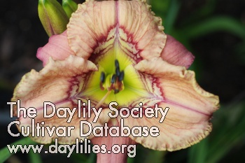 Daylily Complex Complexities